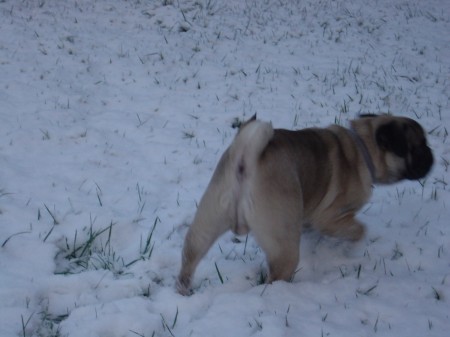 Ajax dans la neige